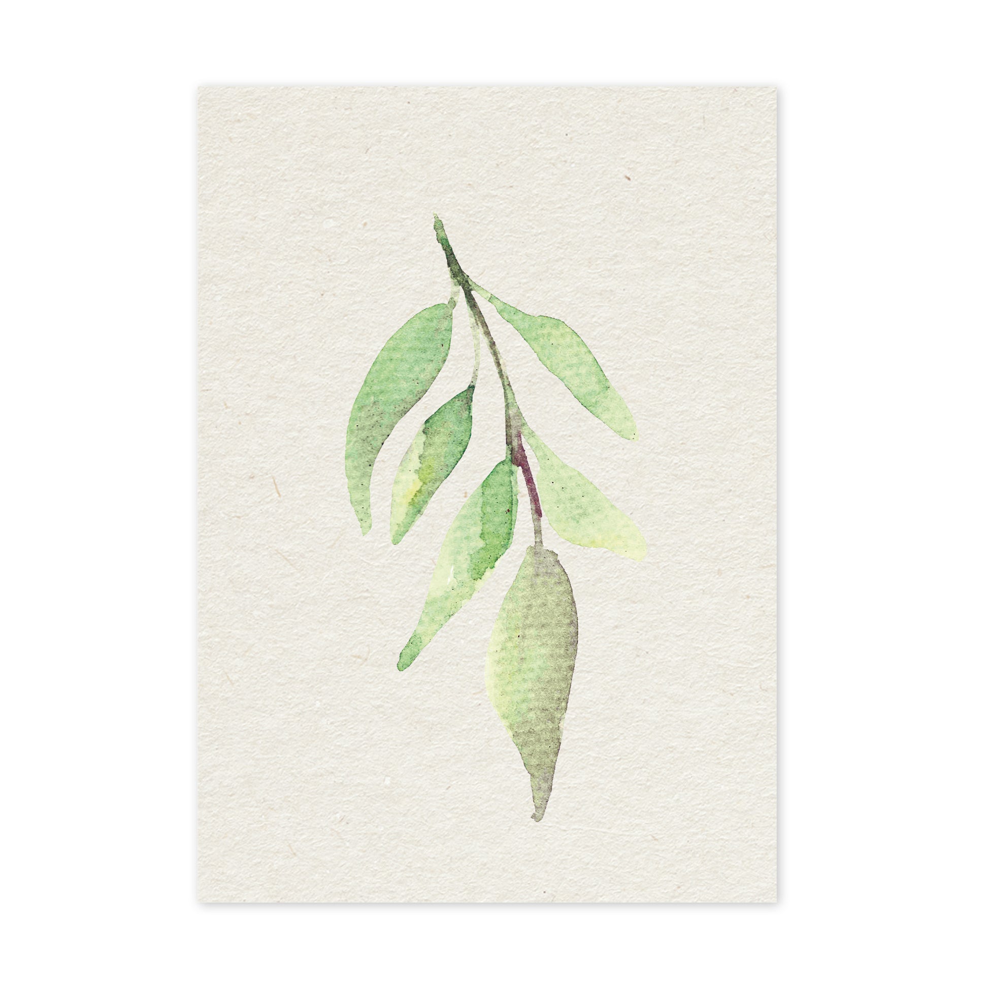 Olive leaf - duurzame ansichtkaart - boomvrij papier / plasticvrij verpakt