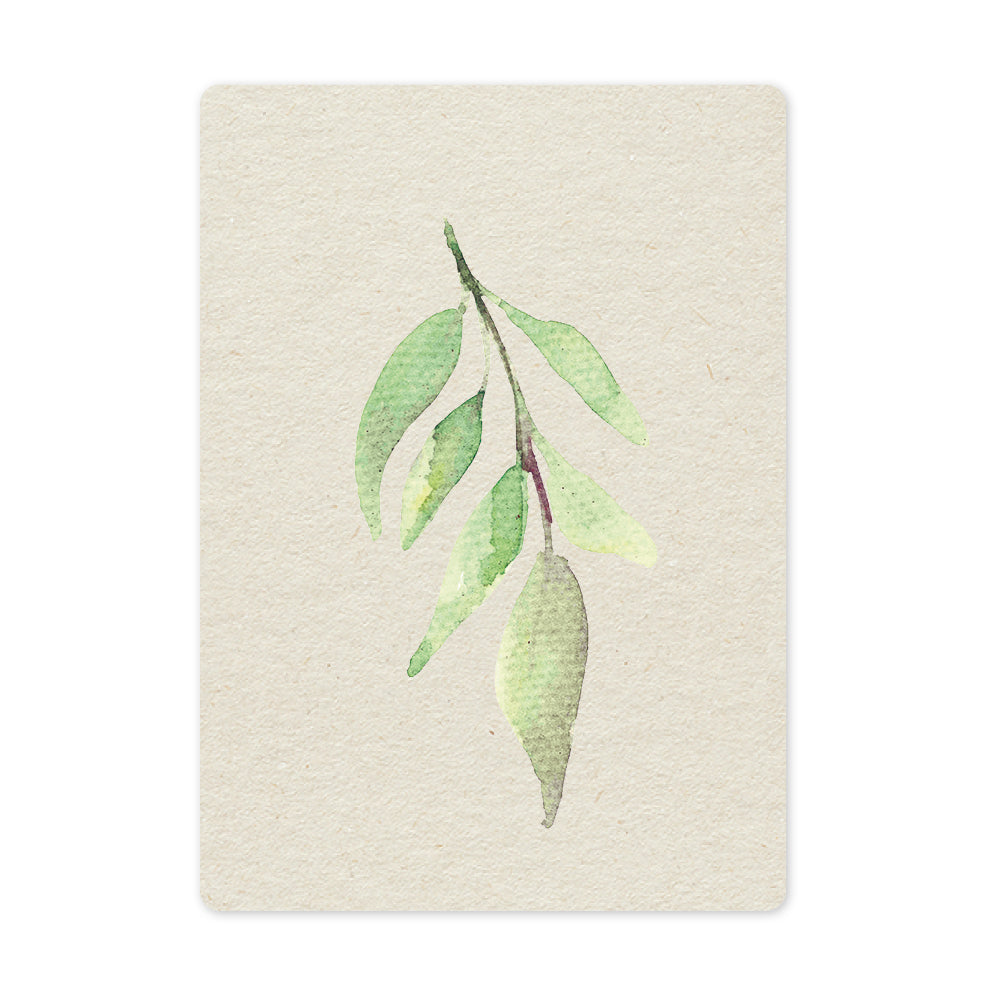 Duurzame Ansichtkaart | Olive Leaf